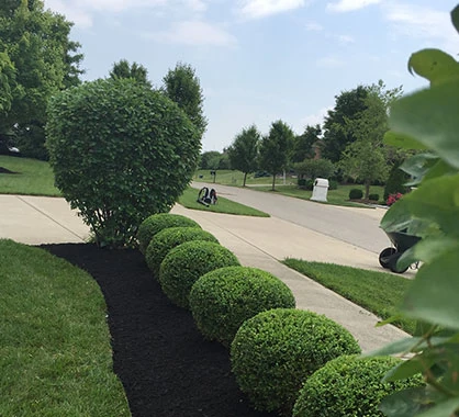 Tree Services